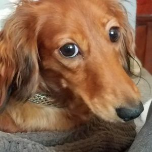 Meet your Posher, Laurie